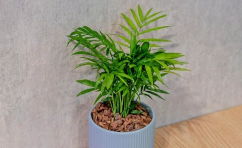 室內耐陰植物