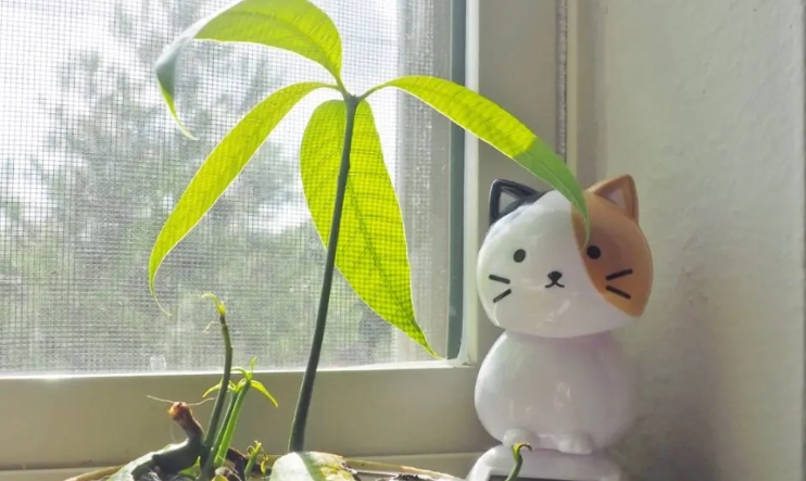 水耕芒果種子