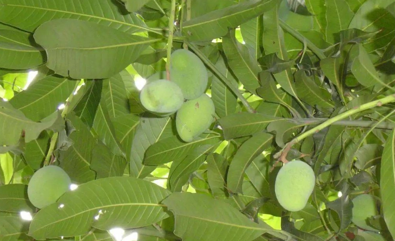 芒果樹多久結果