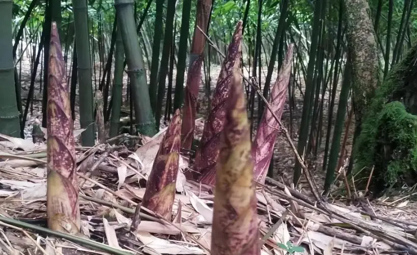 麻竹筍種子