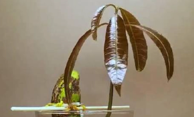 芒果種子發芽