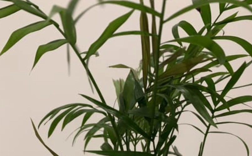室內植物 病害