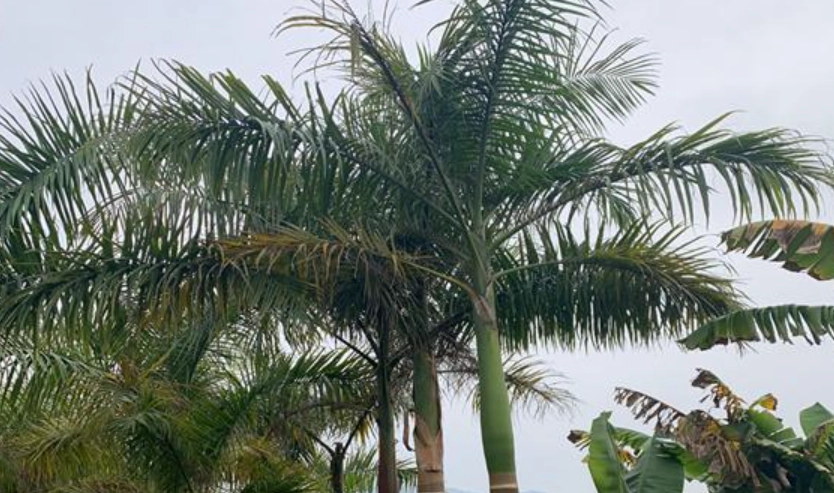 亚历山大椰子 大王椰子 区别