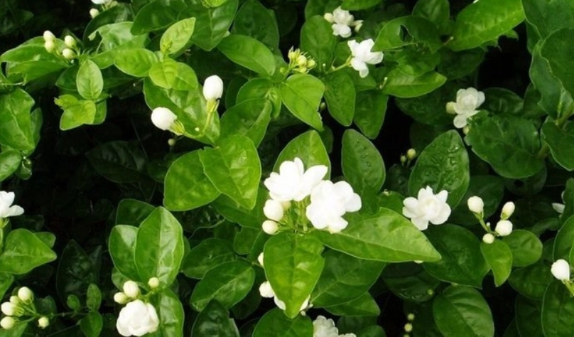 茉莉花不開花