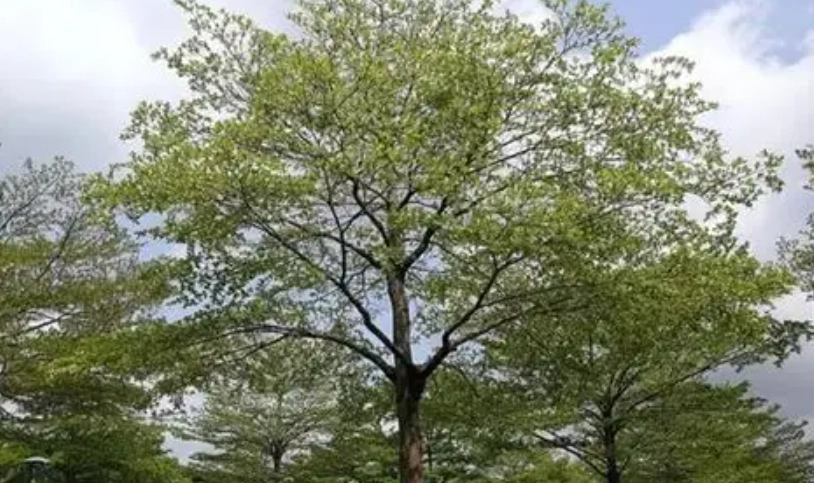 小葉欖仁怎麼澆水