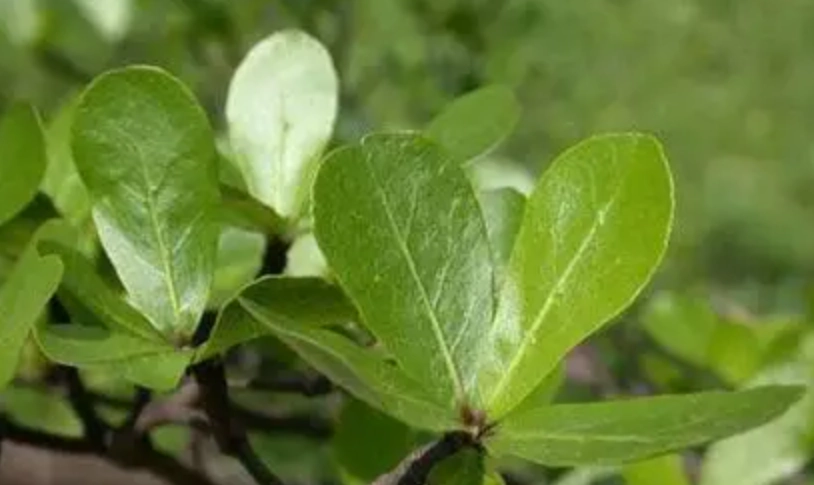 小葉欖仁澆水過多
