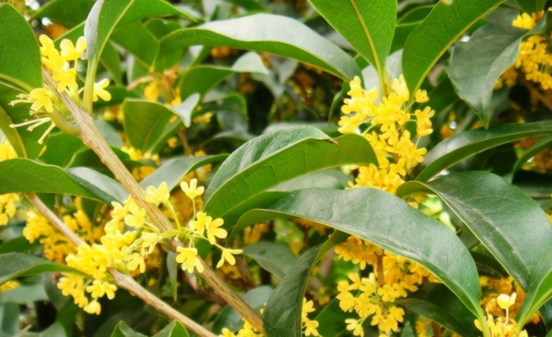 桂花多久澆一次水
