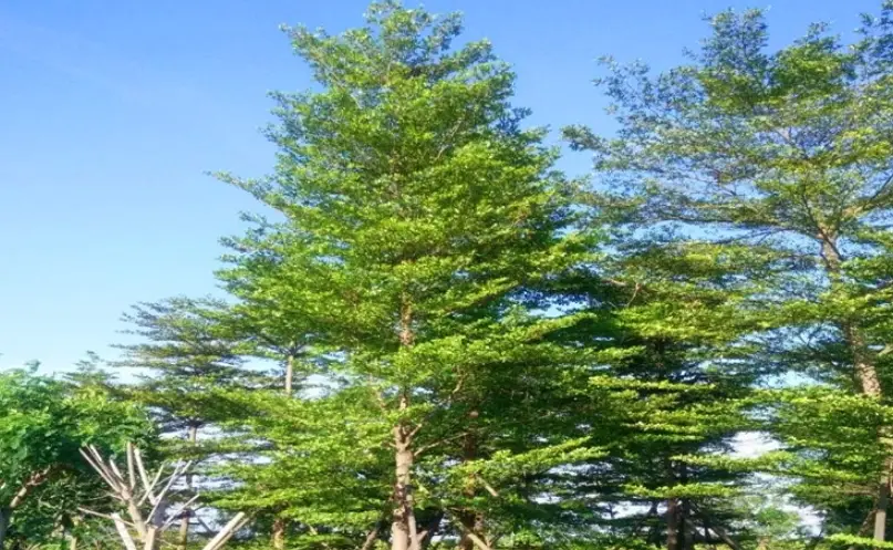 小葉欖仁澆水過多