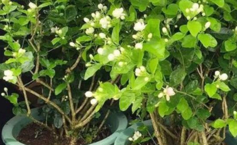茉莉花不開花