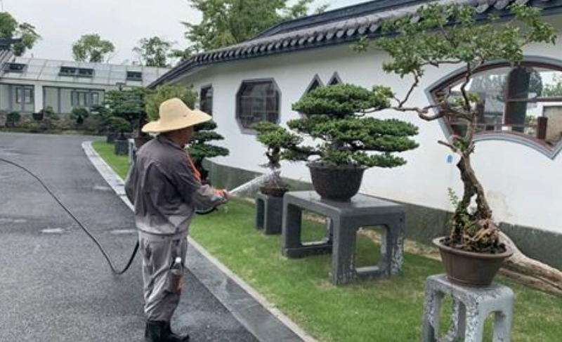 盆景澆水頻率