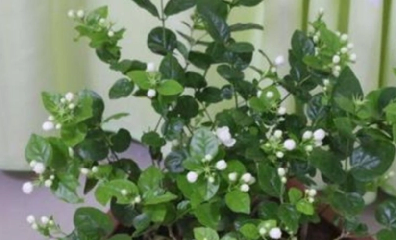 茉莉花怎麼種
