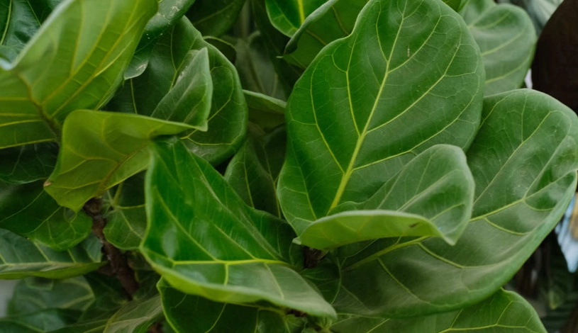 適合室內養的植物