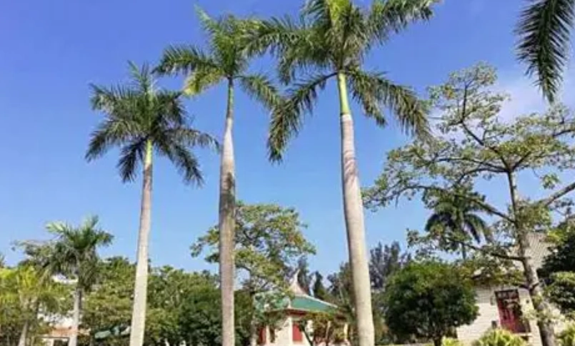 大王椰子 亚历山大椰子 分辨