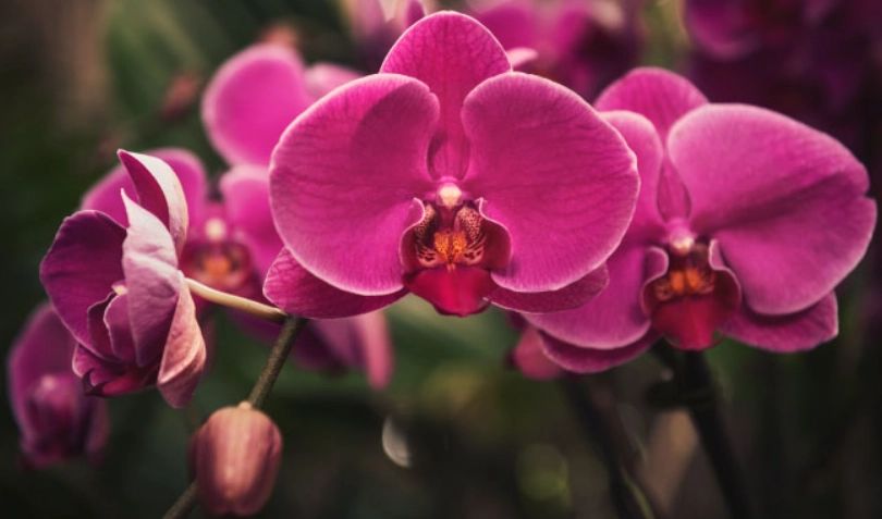 盆栽蘭花多年生