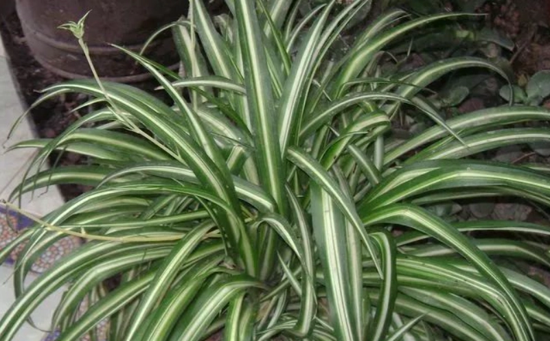 室內植物推薦