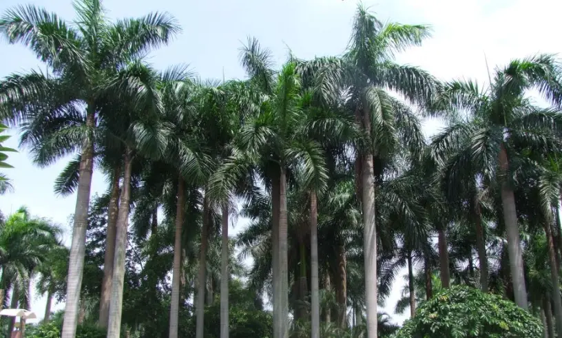 亚历山大椰子 大王椰子 区别