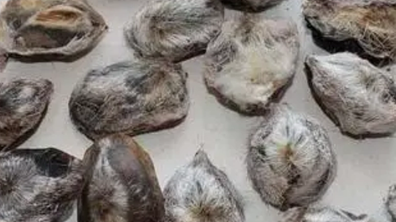 麝香葡萄種子用途