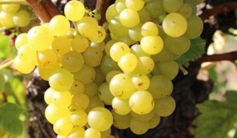 麝香葡萄籽功效