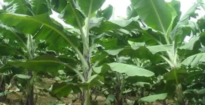香蕉假莖環保