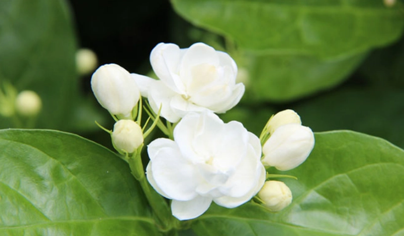 茉莉花不開花