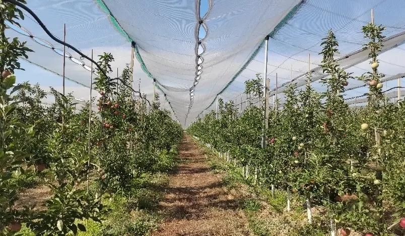 果樹矮化方法