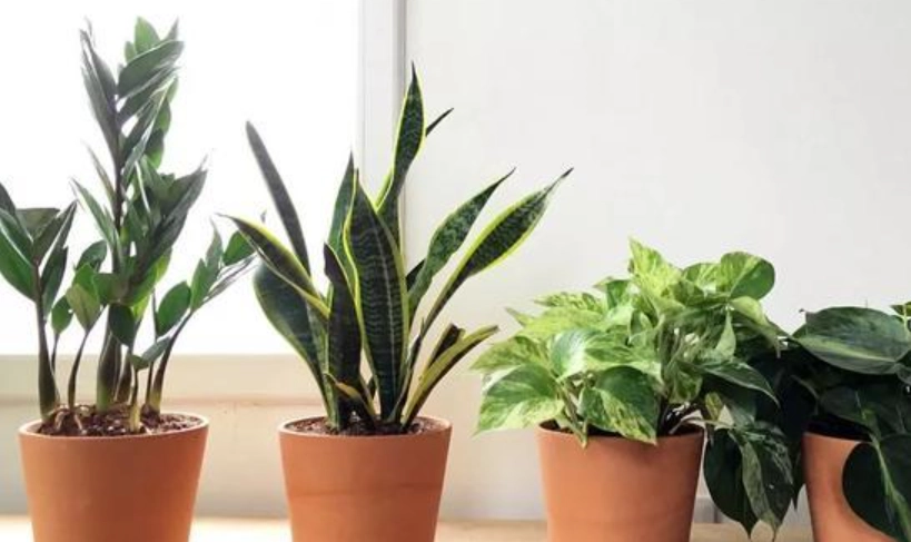 室內植物推薦