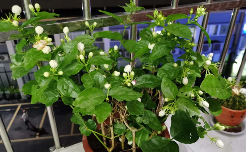 茉莉花不開花