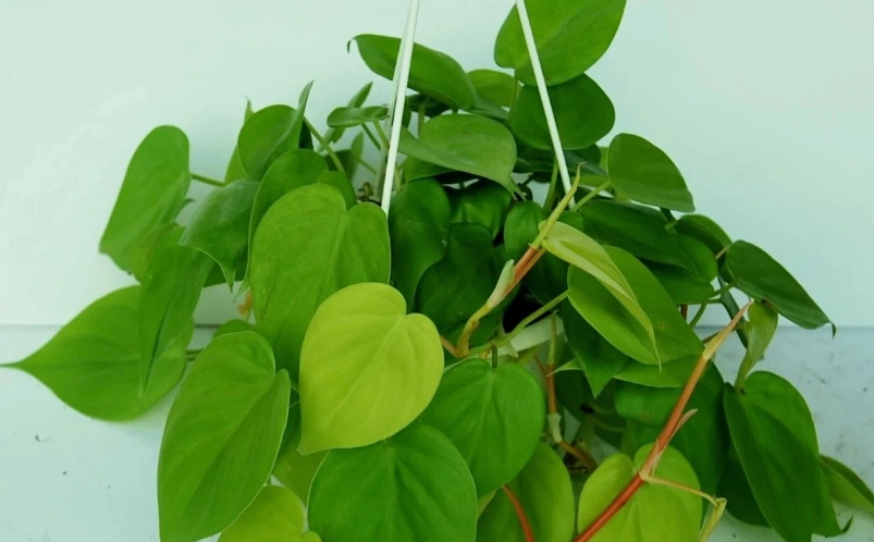 心葉蔓綠絨 照顧