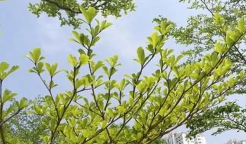 小葉欖仁怎麼澆水