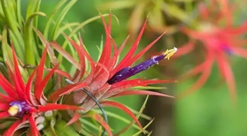 空氣鳳梨開花照顧