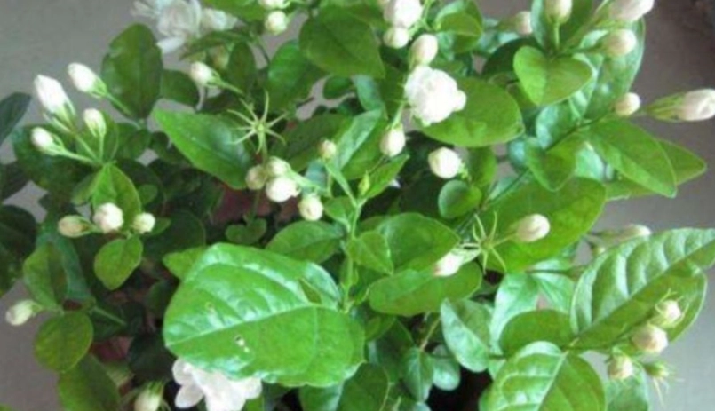 茉莉花怎麼種