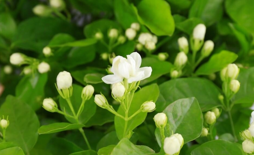 茉莉花怎麼種