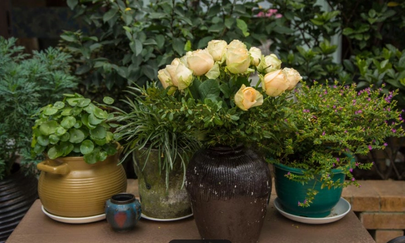 適合室內養的植物