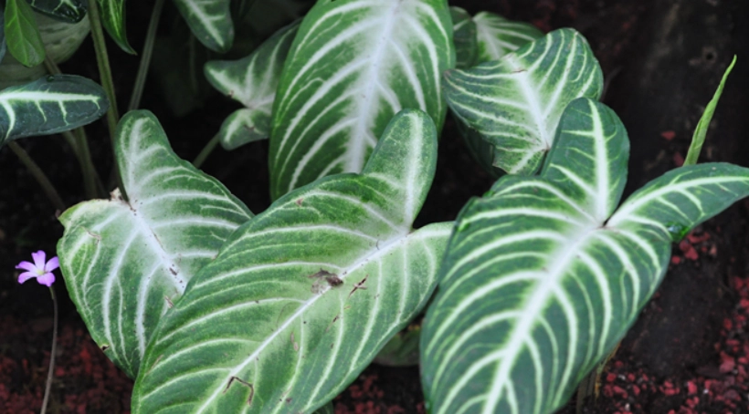 常見網狀脈植物