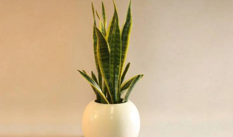 平行脈 網狀脈 區別