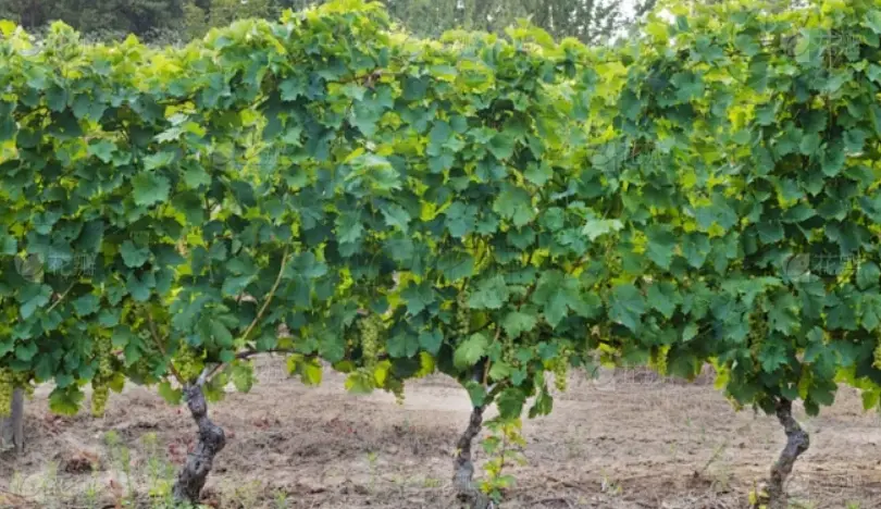 麝香葡萄種子種植