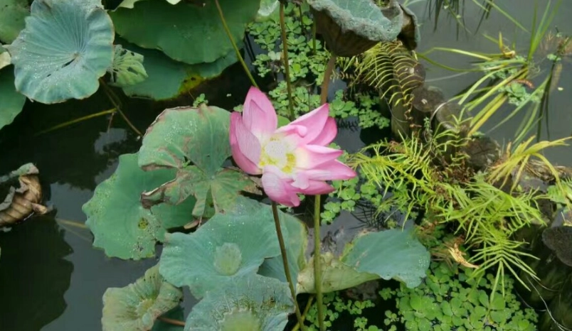 植物園 旅遊指南