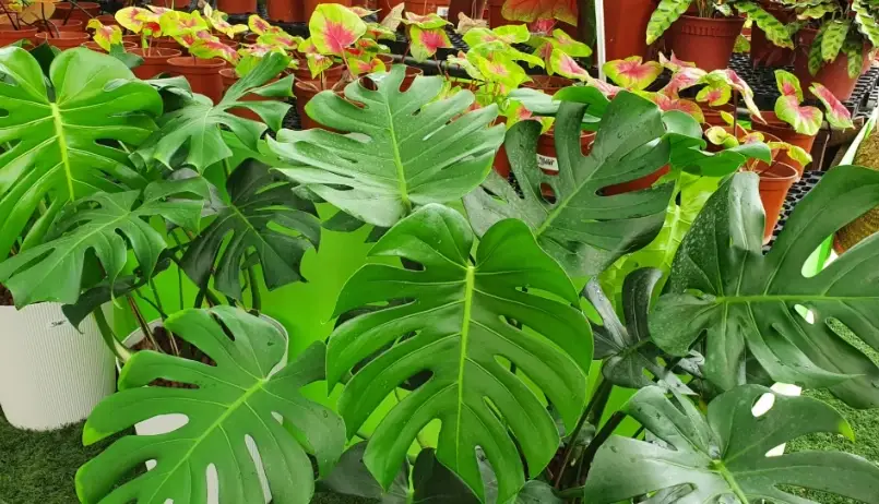 平行脈 網狀脈 區別