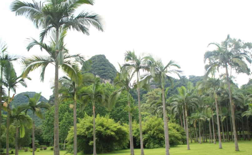 椰子樹 種類 辨識