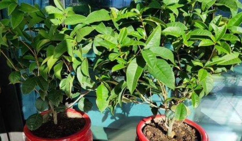 桂花多久澆一次水