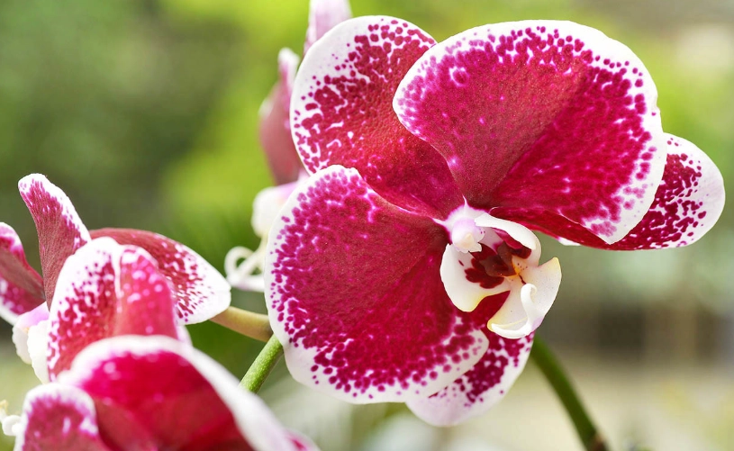 盆栽蘭花多年生