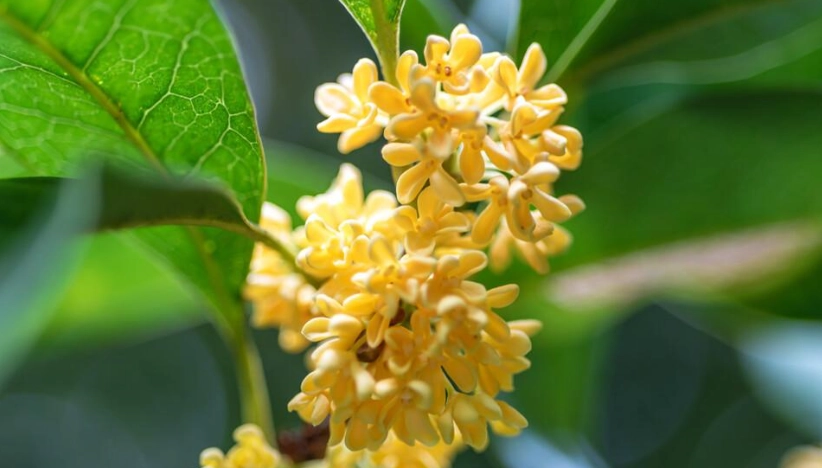 桂花澆水頻率