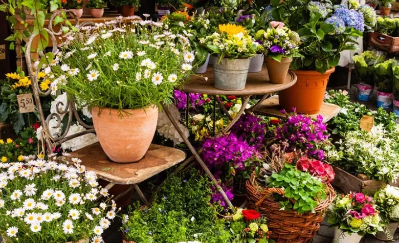 適合室內養的植物