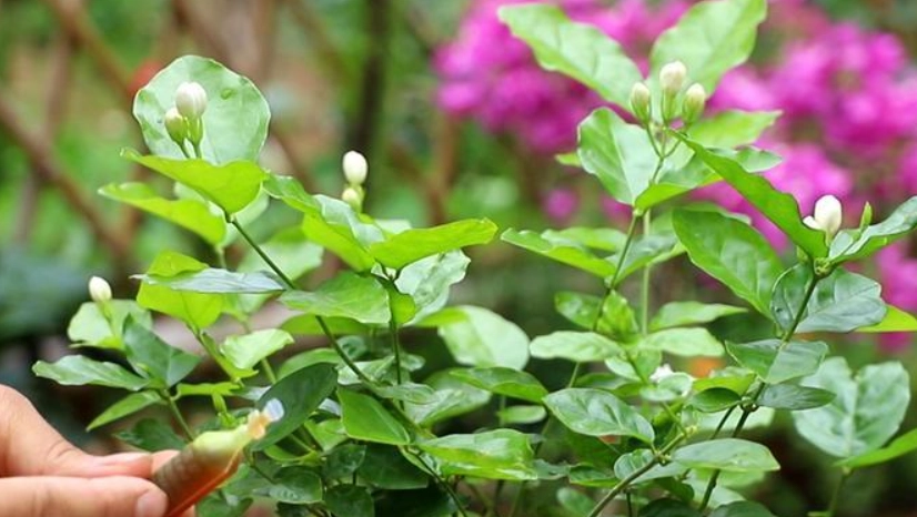 茉莉花怎麼種