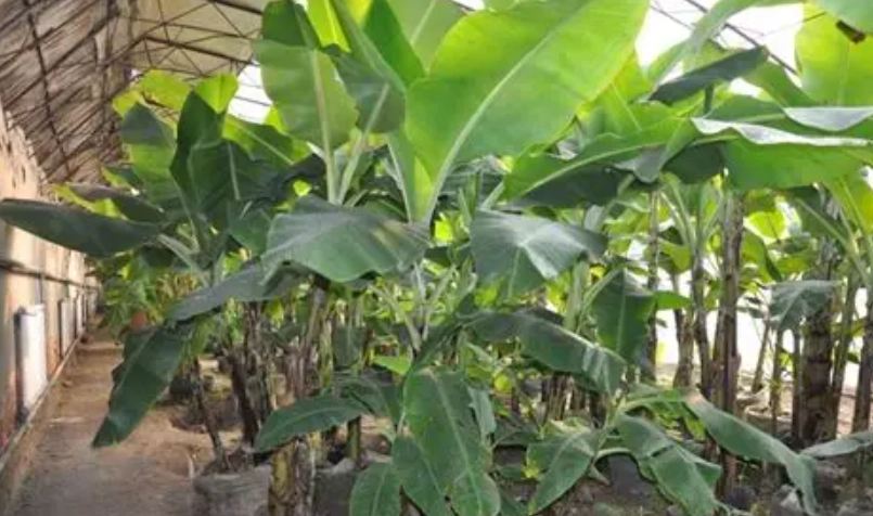 香蕉假莖處理