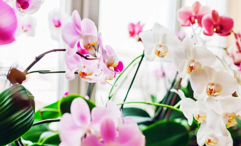 盆栽蘭花多年生