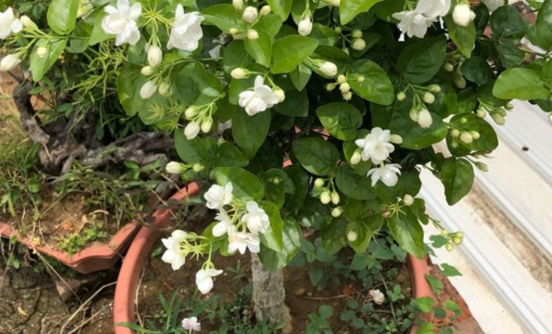 茉莉花怎麼種