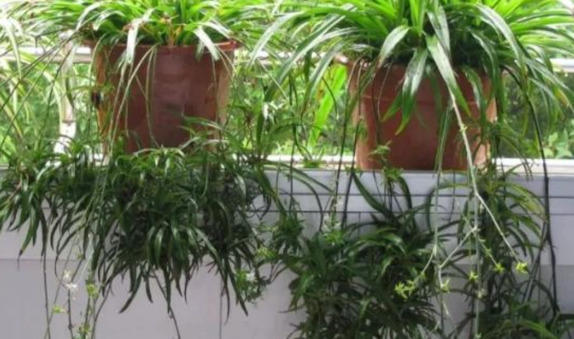 空氣清淨植物
