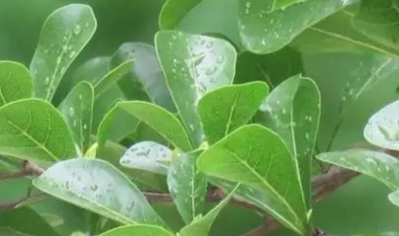 小葉欖仁澆水頻率