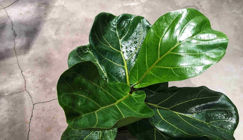 網狀脈植物全解析：從識別特徵到居家養護指南